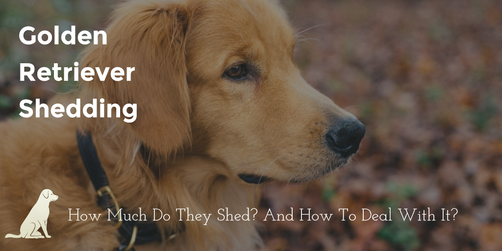 Golden Retriever Shedding - How Much and How to Get Control